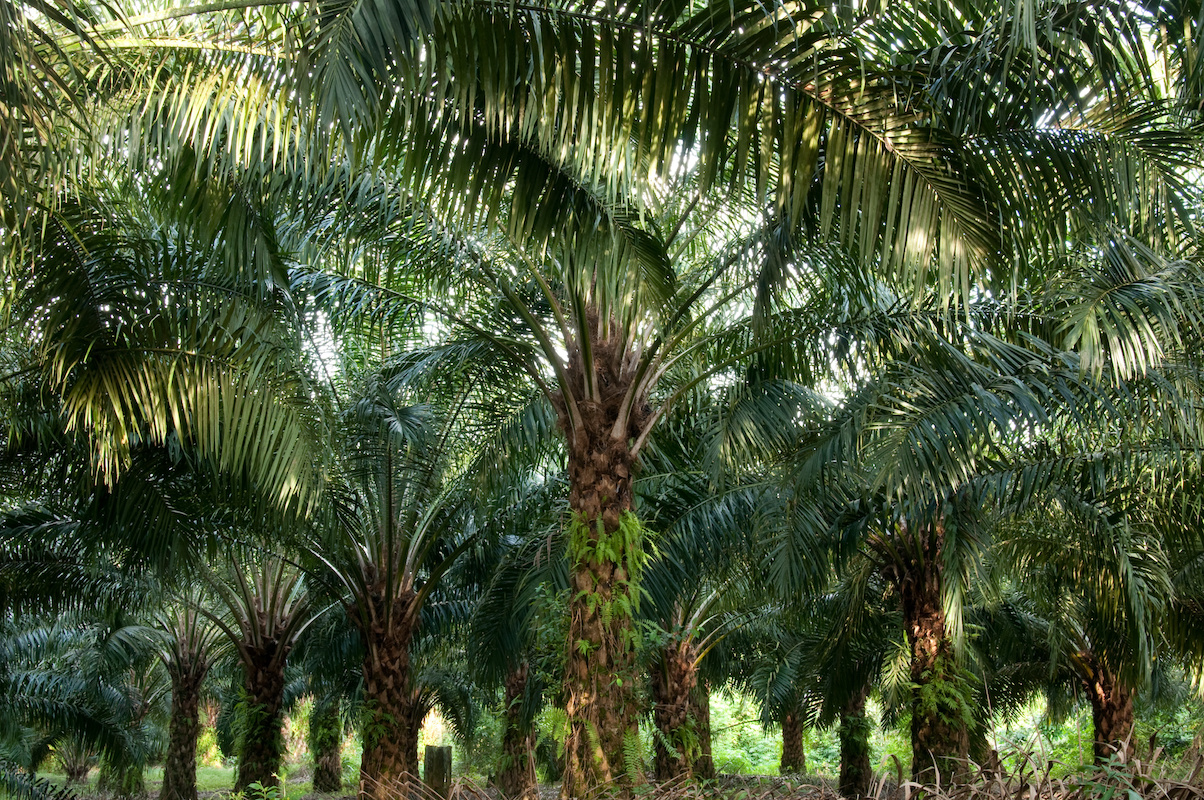 Palmöl, ein ökologisches Risiko
