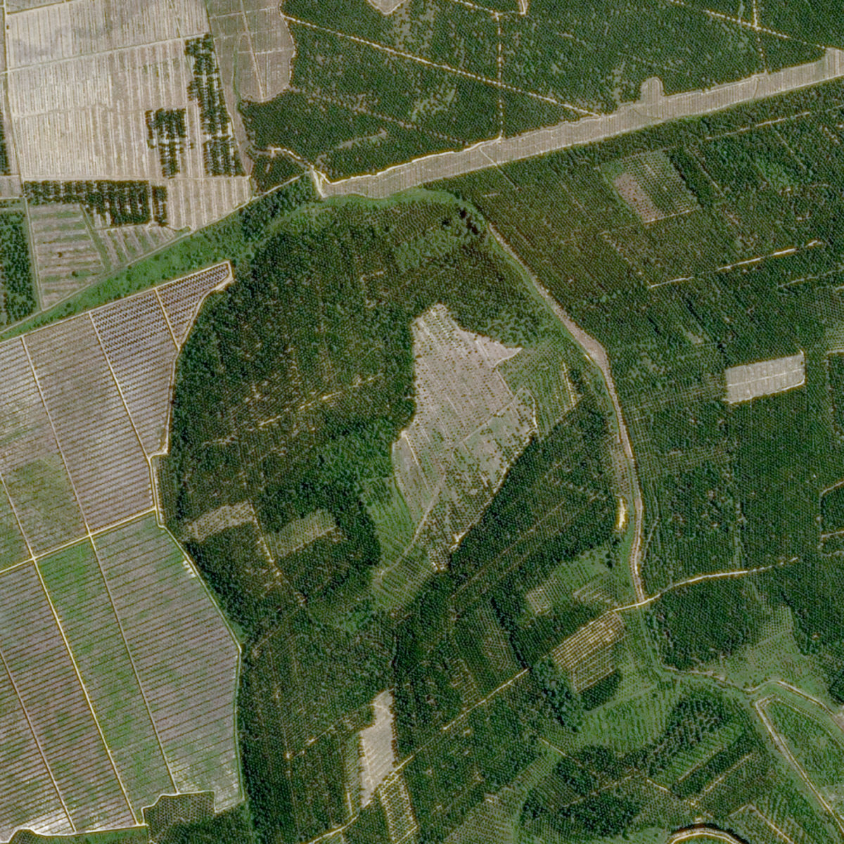 Nestlé setzt Satelliten-Monitoring gegen die Abholzung des Regenwalds ein.